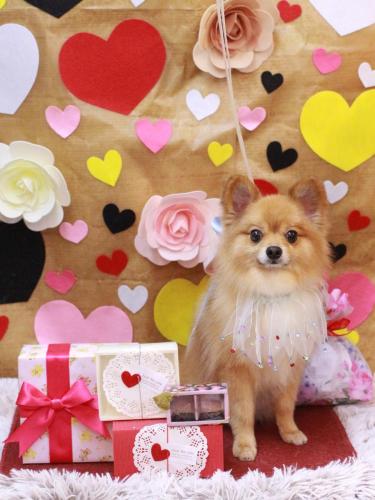 20230208モンブランくん